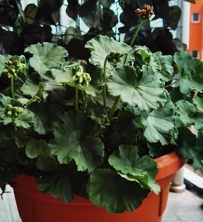 F 207 Del Sol - просторно студио с кухня и паркомясто شقة