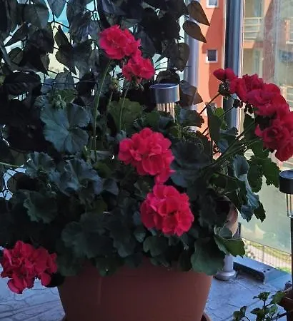 Apartament F 207 Del Sol - просторно студио с кухня и паркомясто *