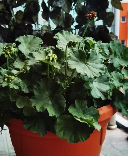 F 207 Del Sol - просторно студио с кухня Apartamento