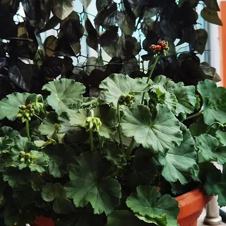 F 207 Del Sol - просторно студио с кухня и паркомясто