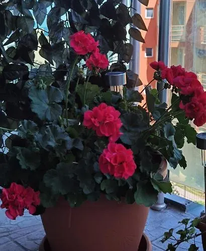 Appartamento F 207 Del Sol - просторно студио с кухня *